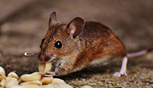 24 Hour & Emergency Exterminators in Orland Park, IL